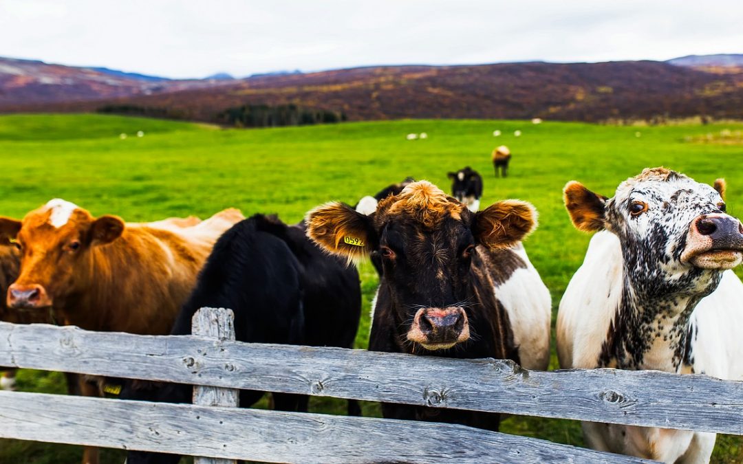 like these cows, farmers just want to be appreciated for who they are
