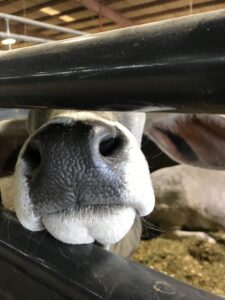 noses through the fence, market research